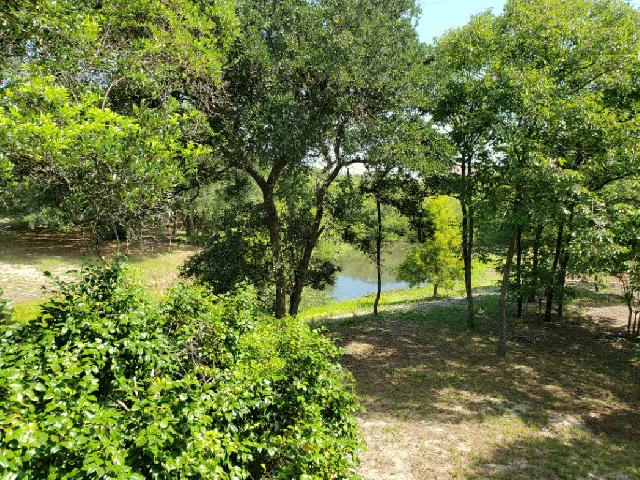 View of a creek surrounded by trees