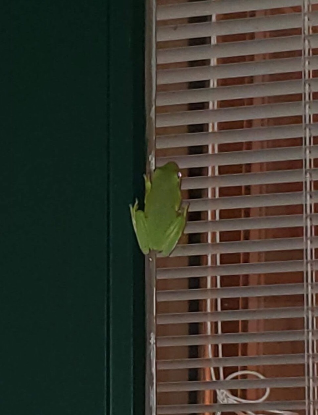 Bright green frog on a door