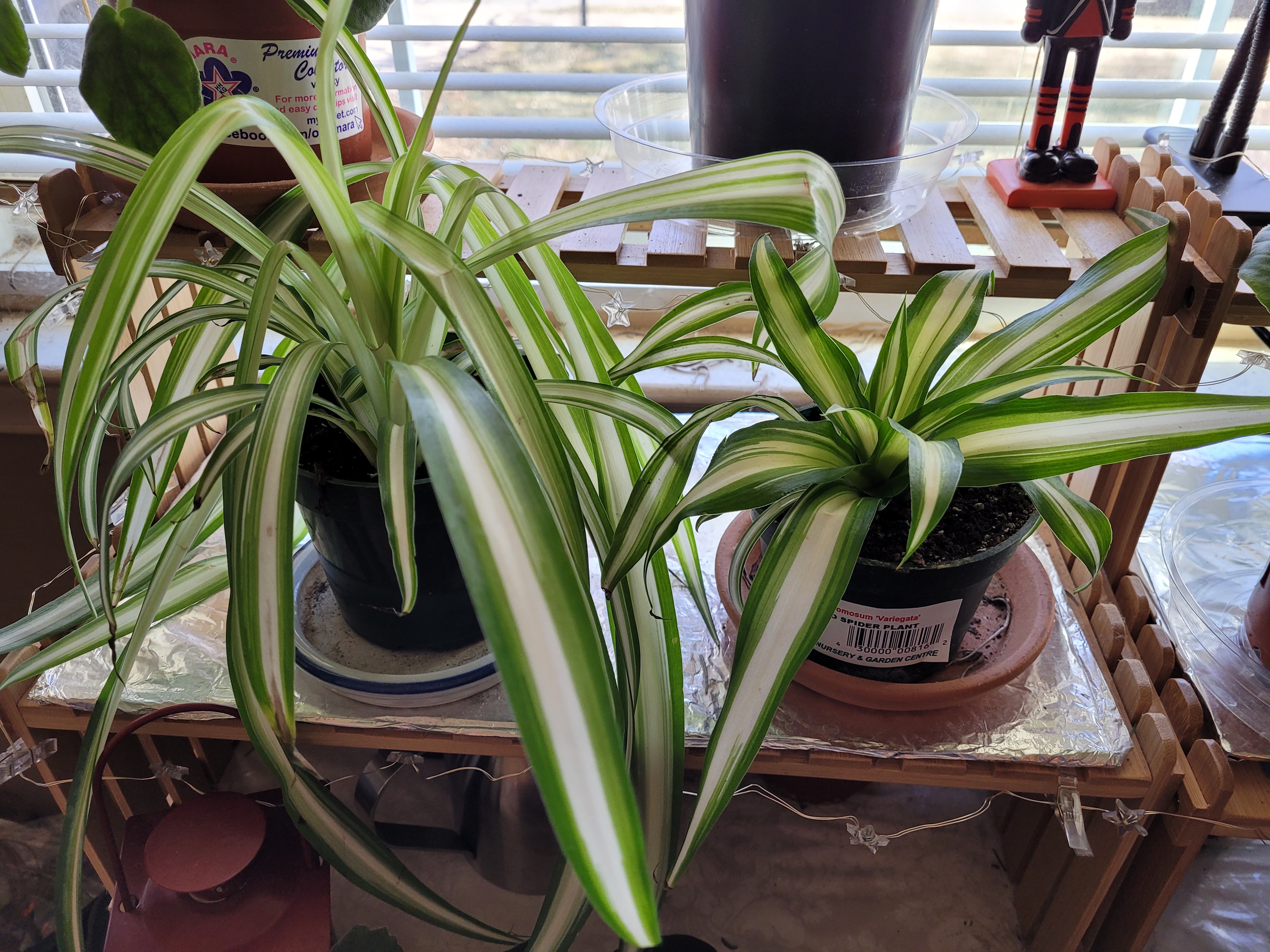 Two spider plants