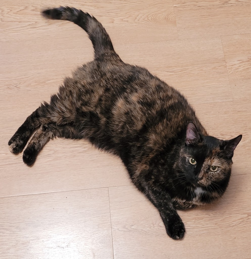 Lily, a black and orange tortoiseshell cat, lounging on the kitchen floor