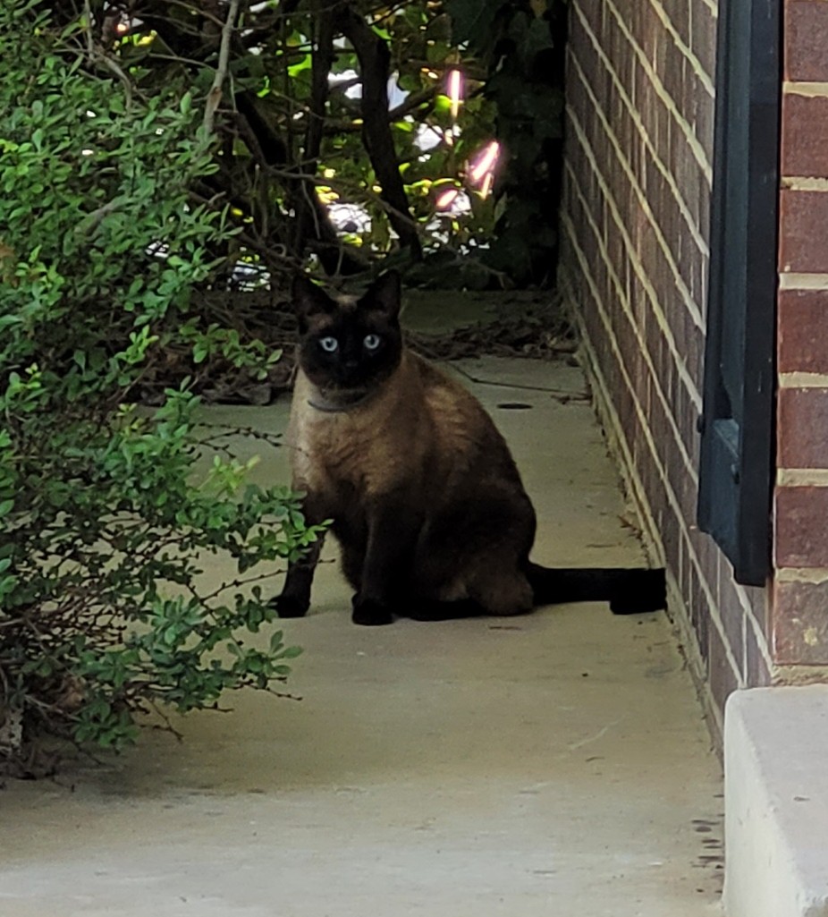 A chocolate siamese cat sitting on my porch