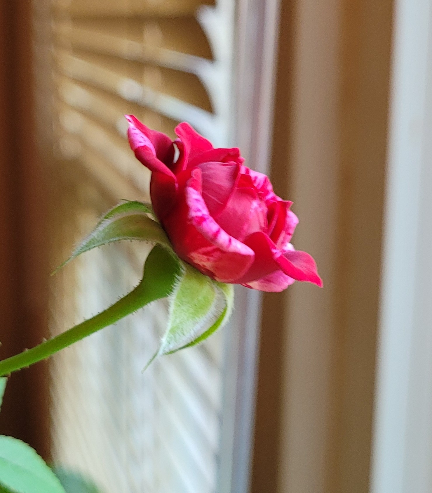 A miniature rose with a red bloom