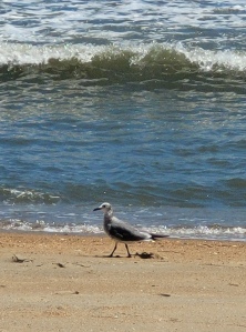 A gull on the beach in front of a breaking wave 