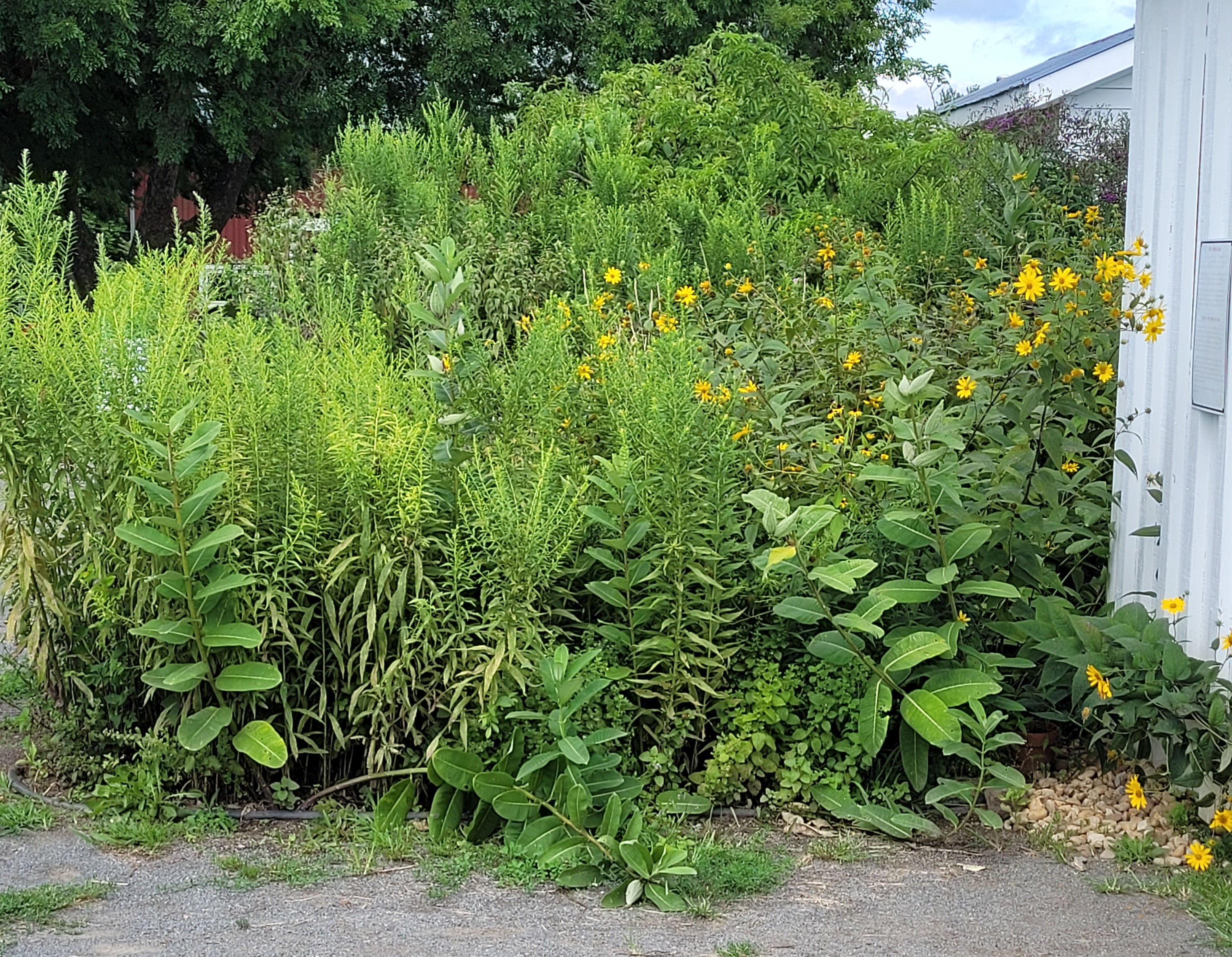A pollinator garden with many yellow flowers