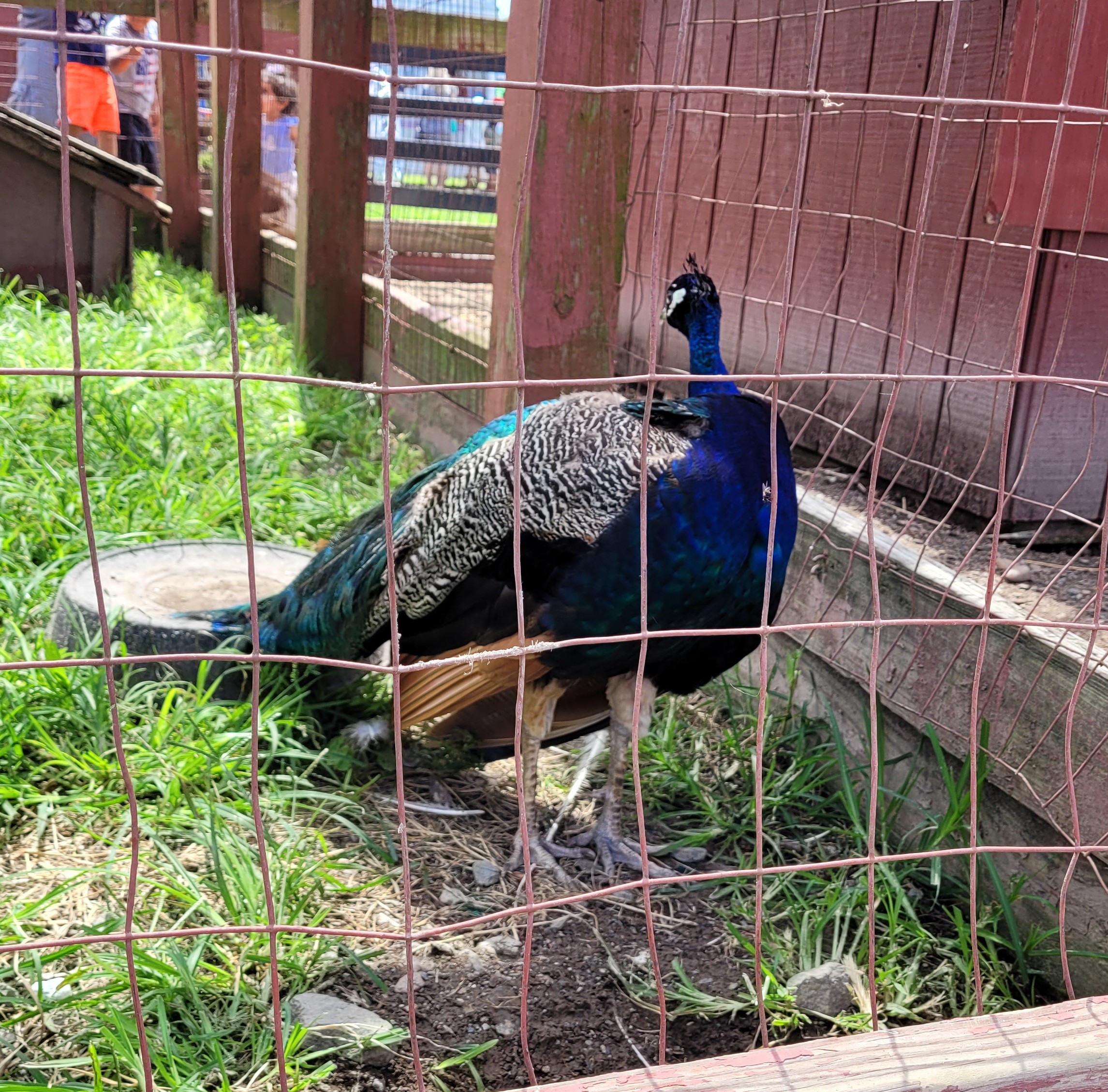 A peacock standing in a pen