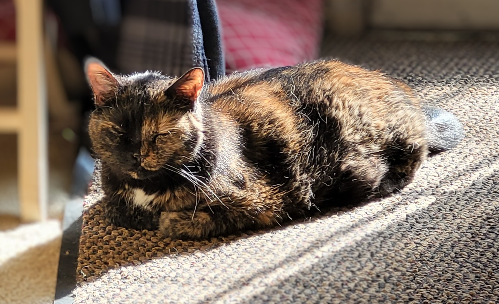 Lily, a black and orange tortie cat, in a loaf pose in sunbeams on the floor