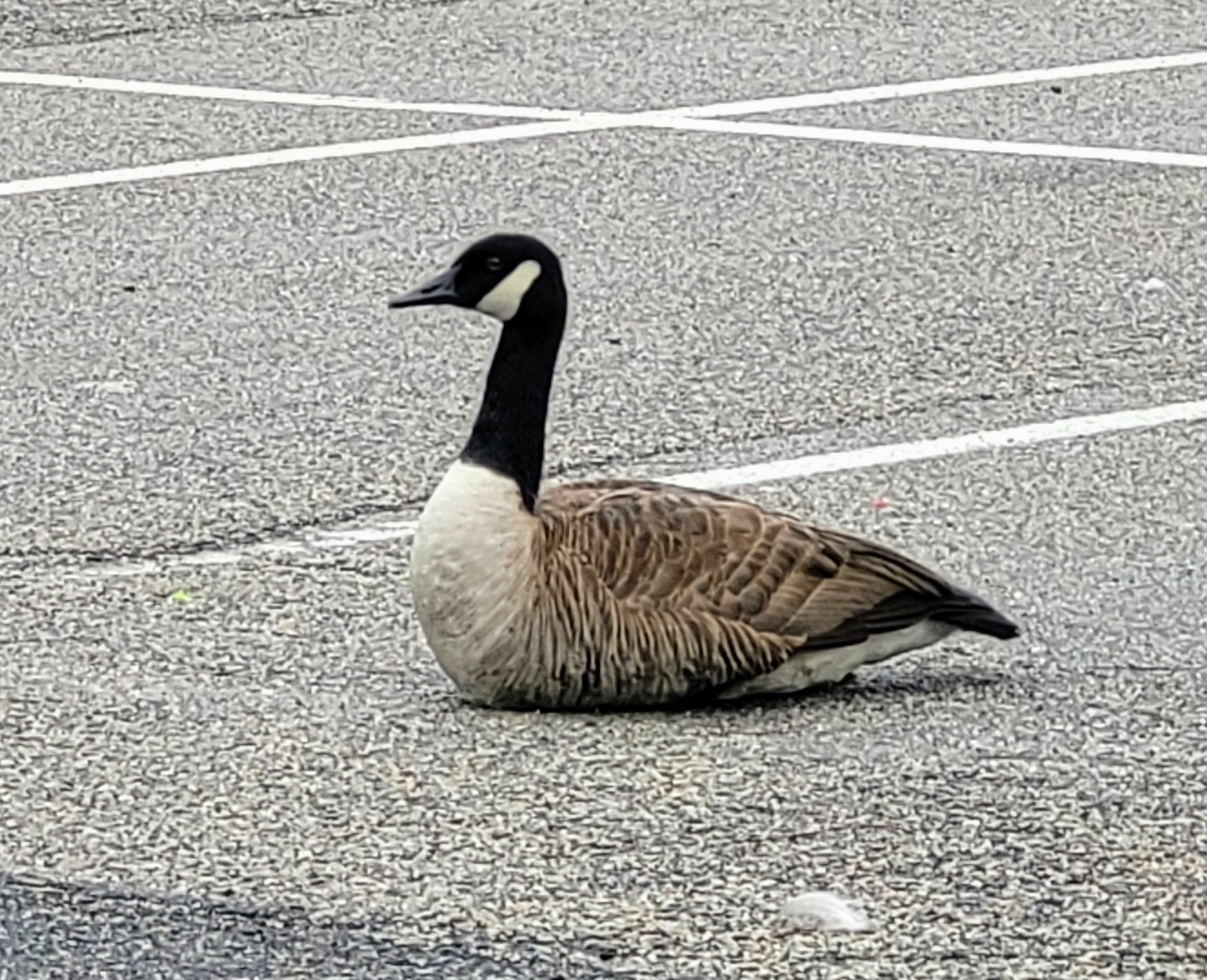 A single Canadian Goose, sitting in a parking space at the farmers market